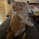 Medi