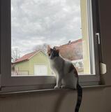 Lena
