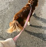 Danya