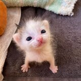 Simon
