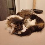 Dominik