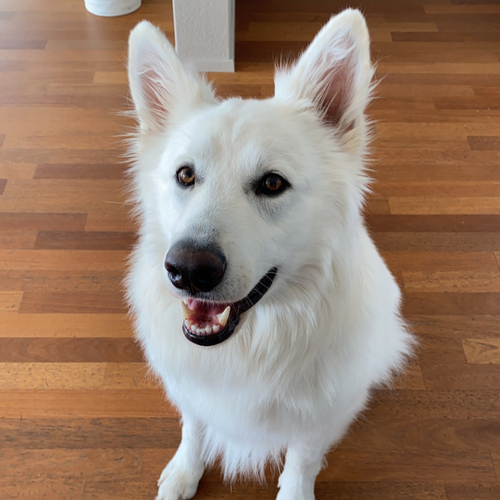 suche-hundesitter-in-oberrohrdorf-petsitting24