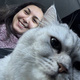 Nilüfer